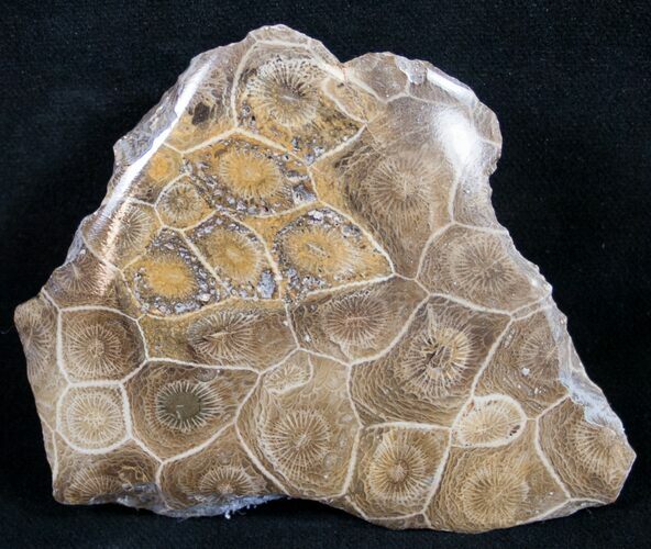 Polished Fossil Coral Head - Very Detailed #9344